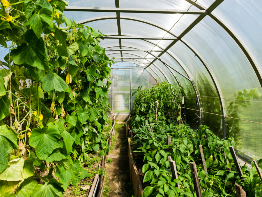 Inside a Greenhouse with rows of lush green vegetables. 