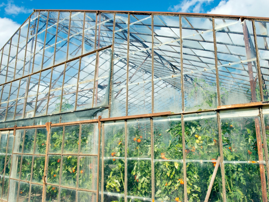 Outside of greenhouse with tomato plants growing inside 