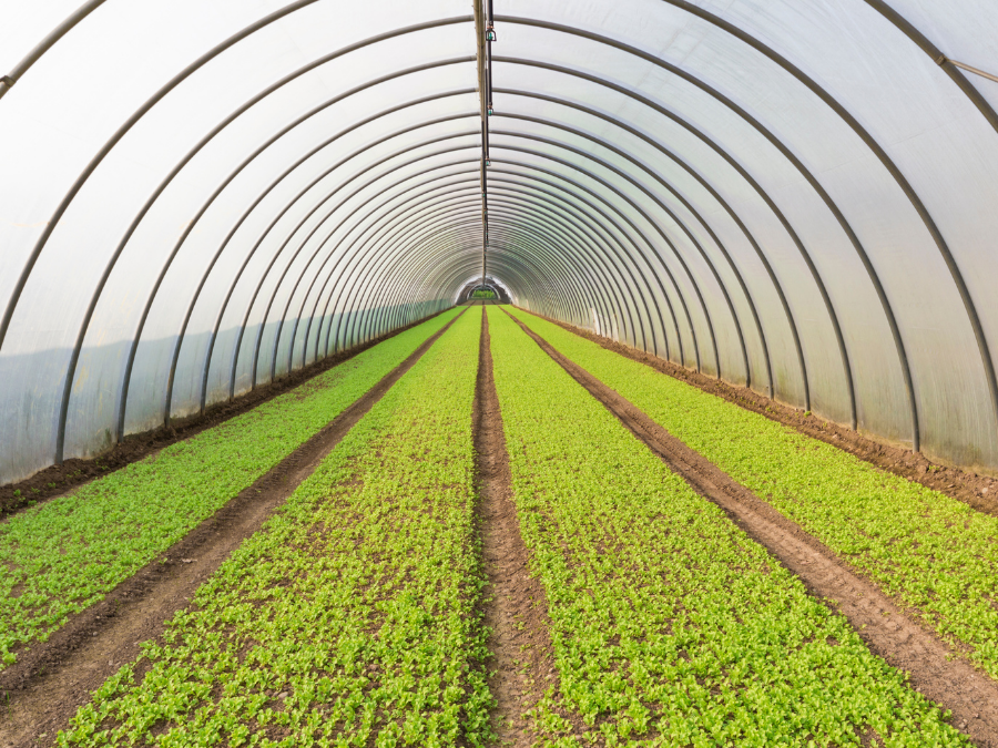 Large agricultural greenhouse with rows of vegetables.