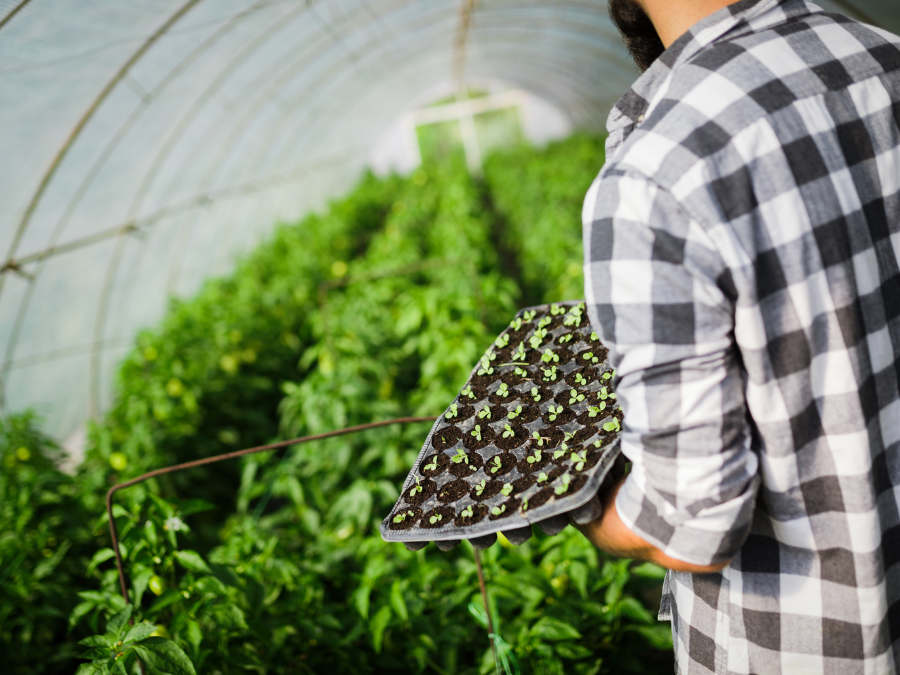 Gardener inside Greenhouse with tray of seedlings in his hands. 