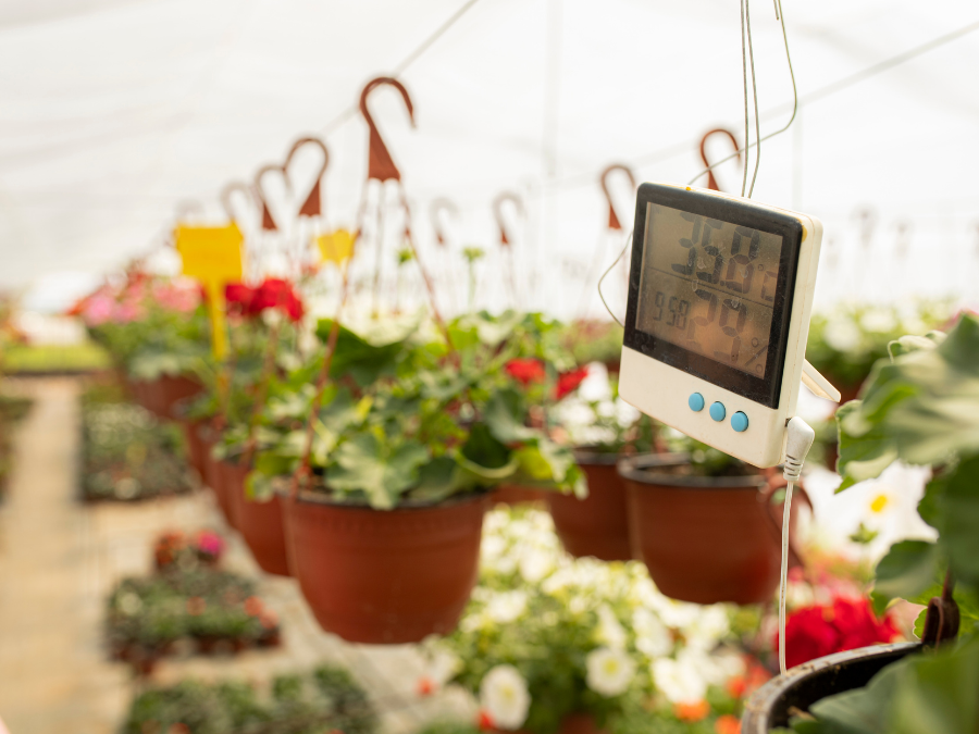 Plants hanging inside a greenhouse with thermostat.