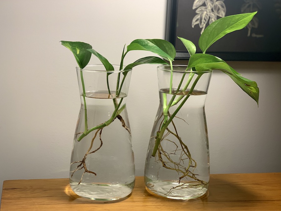 Two glass jars with plants and water in them, hydroponics. 
