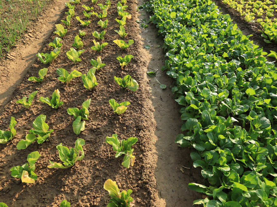 Rows of vegetables growing outside. 