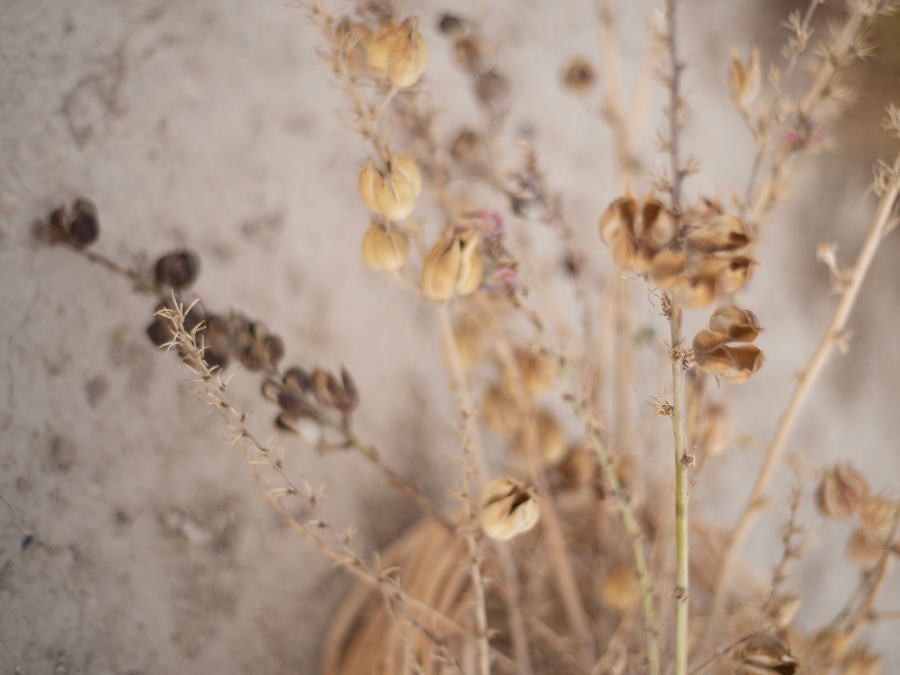 Dried and dead garden plants.