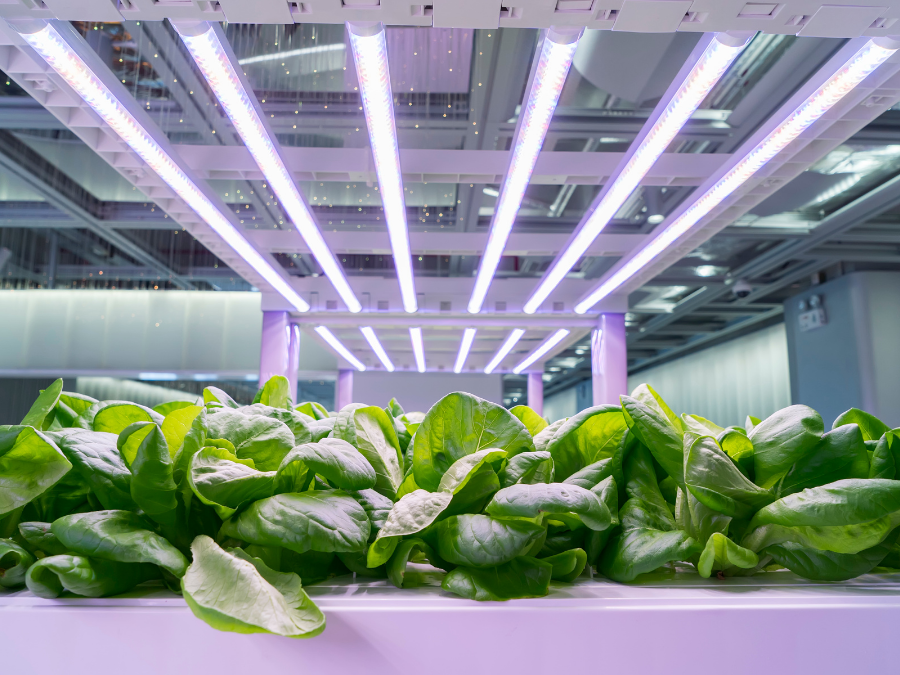 Indoor vegetable garden with LED lights.