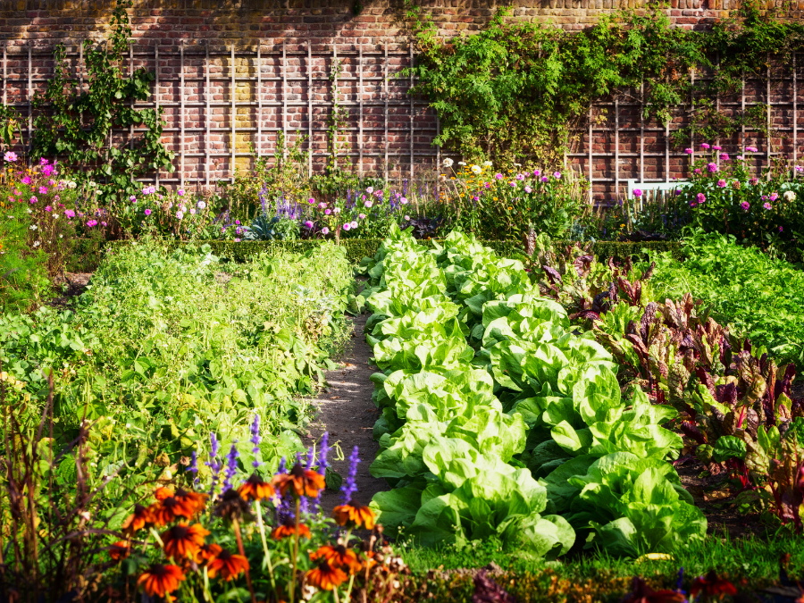 Rows of garden vegetables plants need direct sunlight