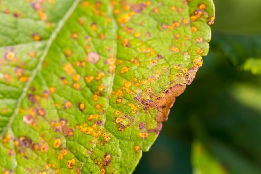 Vegetables are not growing because of Alternaria leaf spots. Yellow and brown fungal disease on leaves.