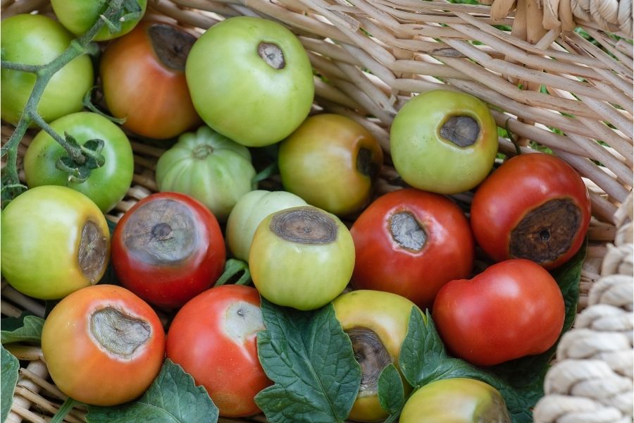 Vegetables are not growing because of lack of calcium. A bunch of tomatoes in a basket with rot bottom. 
