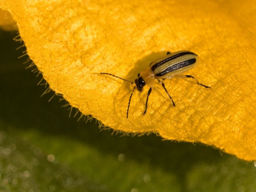 Yellow and black cucumber bug on a cucumber flower.