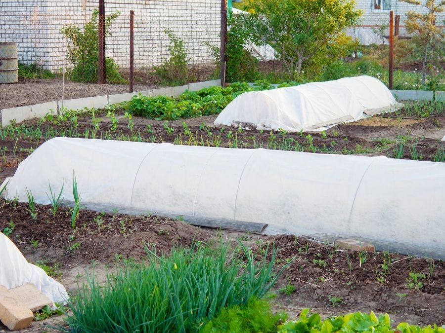 Garden with tarps overtime to protect plants from frost.