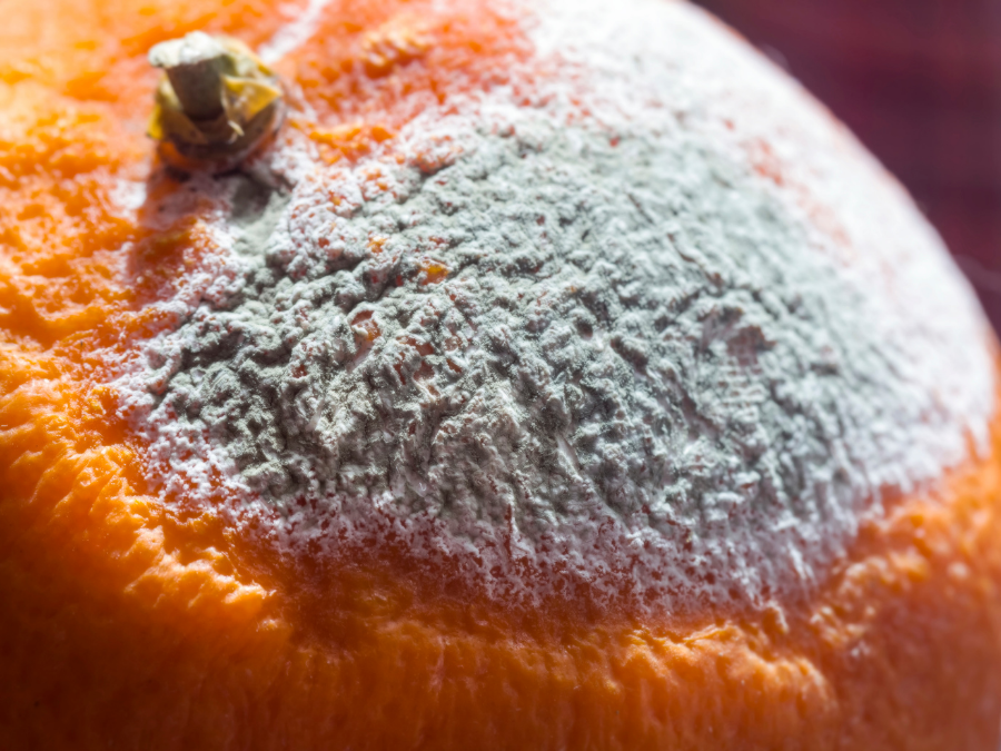 Vegetables are not growing because of grey mould. An orange covered in grey mould. 