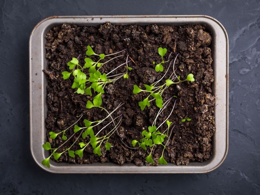 Leggy vegetable seedlings in a container. 