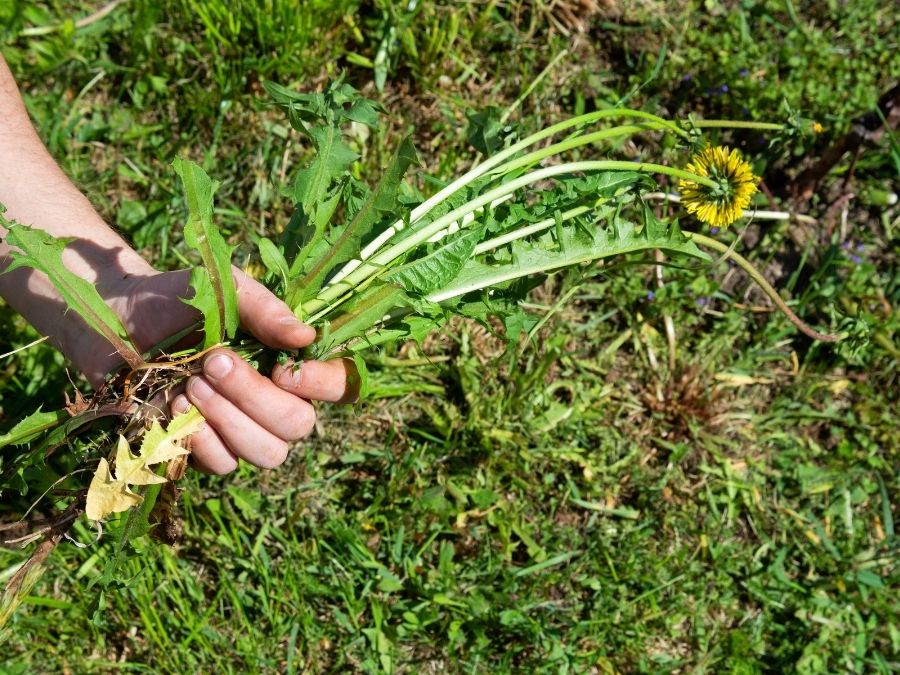 A hand holding dandelions and other weeds. 
